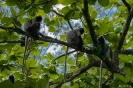 Bako National Park - Silver leaf monkey