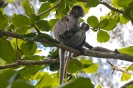 Bako National Park - Silver leaf monkey