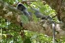 Bako National Park - Silver leaf monkey