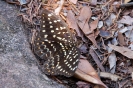 Bako National Park - vlinder