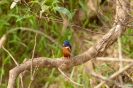 Kinabatangan - ijsvogel