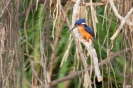 Kinabatangan - ijsvogel