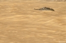 Kinabatangan - Krokodil