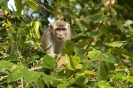 Kinabatangan - Makaak