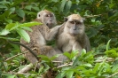 Kinabatangan - Makaken