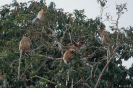 Kinabatangan - Neusapen