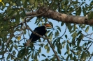 Kinabatangan - neushoornvogel