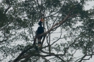 Kinabatangan - Rhinoceros Neushoornvogel