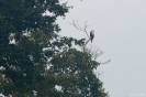 Kinabatangan - Slangenarend