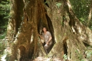 Mt. Kinabalu national park