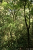 Mt. Kinabalu national park