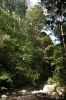 Mt. Kinabalu national park