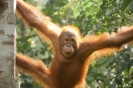 Semenggoh - Orang utan rehab centre