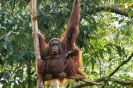 Semenggoh - Orang utan rehab centre