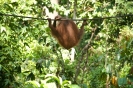 Sepilok - Oran utan rehab centre