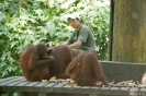 Sepilok - Oran utan rehab centre