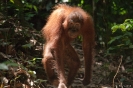 Sepilok - twee orang utans tijdens wandeling