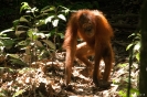 Sepilok - twee orang utans tijdens wandeling