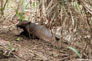 Pantanal - armadillo (gordeldier)