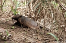 Pantanal - armadillo<br />(gordeldier)