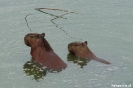 Pantanal - capibara