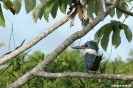 Pantanal - giant kingfisher