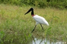 Pantanal - Jabiru