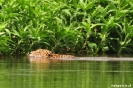 Pantanal - Jaguar zwemt over de Miranda rivier