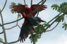 Pantanal - rood-blauwe ara