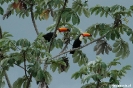 Pantanal - toekan