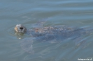Paaseiland, zeeschildpad