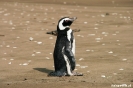 Chiloe - National park - eenzame pinguin