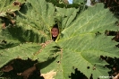 Chiloe - National park - GROTE planten!