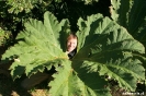 Chiloe - National park - GROTE planten!