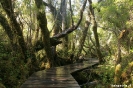 Chiloe - National park