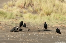 Chiloe - National park