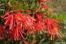 Chiloe - National park