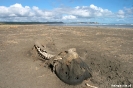 Chiloe - National park