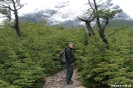 Torres del Paine - door de Maggalanic bossen