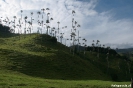 Salento - Vallee de Cocora