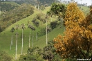 Salento - Vallee de Cocora