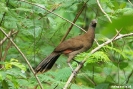 Ecocentro Danaus - Chachalaca