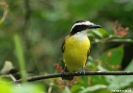 Ecocentro Danaus - Kiskadee