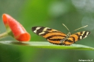 Ecocentro Danaus