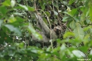 Manuel Antonio - Luiaard