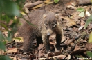 Montazuma - Coati (neusbeer)
