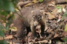 Montazuma - Coati (neusbeer)