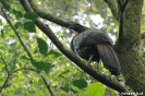 Rincon de la Vieja - Chachalaca