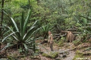 Rincon de la Vieja - enorme agaves