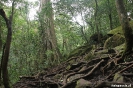 Rincon de la Vieja - pad tussen de boomwortels